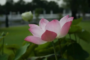 Couples Therapy, Couples Intensives, Meditation & Psychotherapy